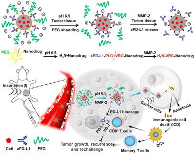 Nanosonosensitizers With Ultrasound-Induced <mark class="highlighted">Reactive Oxygen Species Generation</mark> for Cancer Sonodynamic Immunotherapy